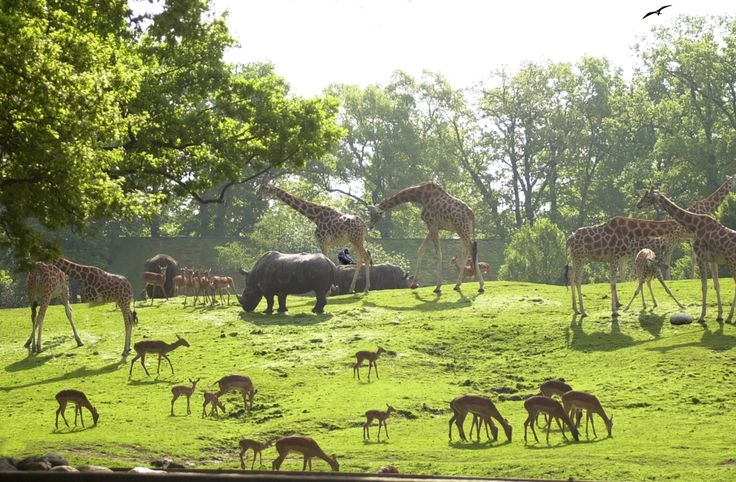 Zoo de Thoiry transfer from Paris — safari park private chauffeur